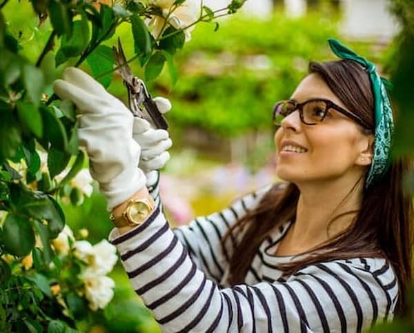 Autumn pruning is essential to strengthen plants and hedges - Getty Images photo