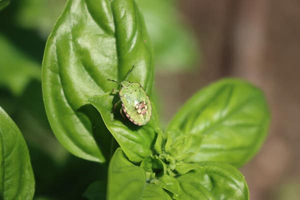 Stink bugs are among the main pests that can attack plants - photo Getty Images