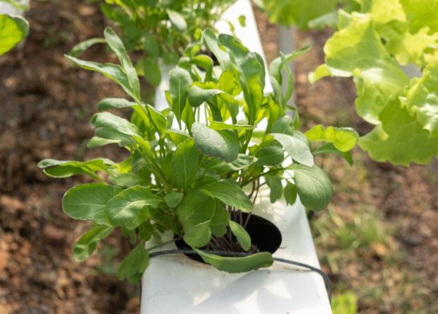 Aeroponic cultivation of rocket - photo Getty Images