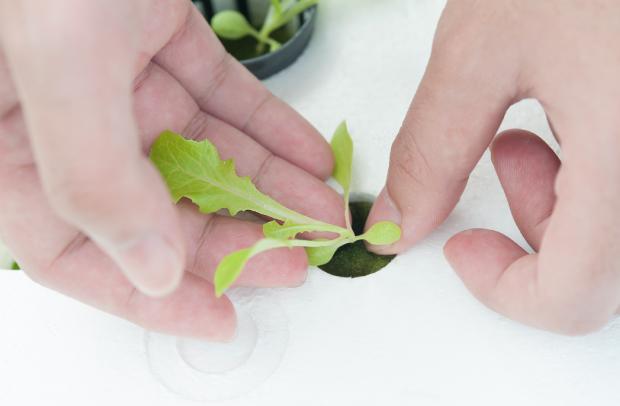 Aeroponic cultivation of lettuce - photo Getty Images