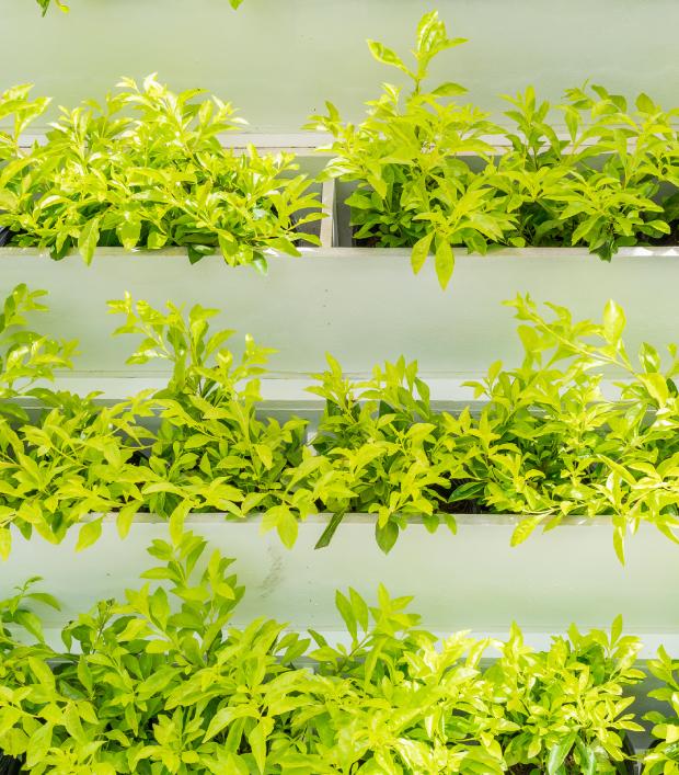 Vertical aeroponic cultivation - photo Getty Images