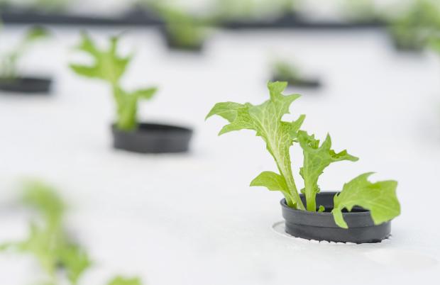 DIY aeroponic cultivation - photo Getty Images