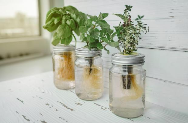 Home hydroponic cultivation - photo Getty Images