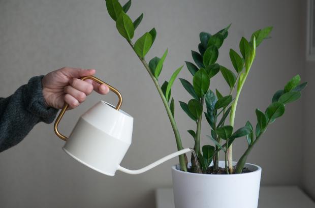 Reuse water by watering plants - photo Getty Images