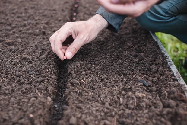 Raised vegetable garden cultivation from Getty Images