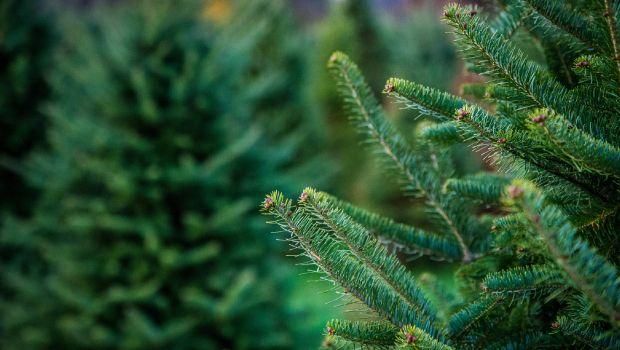 Consigli per far durare a lungo un albero di Natale vero