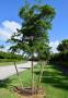 Alberi giovani e fragili - foto Canva