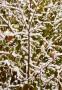 Albero innevato potato in una zona con inverni rigidi - foto Canva