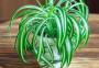 Pianta ragno - foto Pinterest