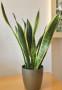 Sansevieria - foto Pinterest