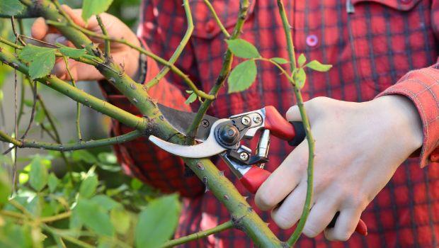 Quando potare le rose per una fioritura rigogliosa