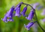 Campanula viola
