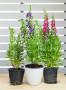 Angelonia in vaso