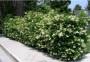 Siepe di ligustrum japonicum
