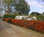 Siepe di pyracantha