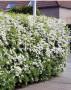 Siepe di spiraea arguta fiorita