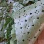 Struttura siepe artificiale 