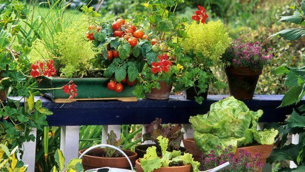 Fiori e piante da coltivare a Maggio se non fa troppo caldo