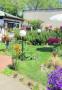 Piantare i fiori a Maggio