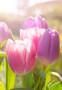 Piantare i tulipani a Maggio