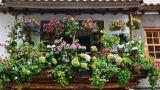 Piante e fiori da coltivare nel mese di Giugno