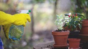 Metodi efficaci per combattere malattie fungine in primavera