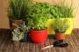 Mix di piante aromatiche 