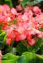 Begonia da piantare a giugno in balcone