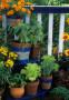 Cosa piantare a giugno in balcone