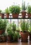 Aromatiche in balcone