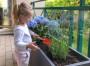 Ortensie su balcone