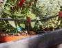 Kit micro irrigazione a goccia - foto Verdemax