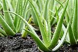 Aloe vera in giardino