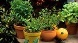 Come combattere gli insetti da balcone con le piante
