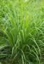 Citronella in balcone contro gli insetti
