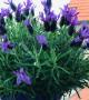 Lavanda in balcone contro gli insetti