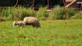Funzionamento del recinto elettrico per animali: guida completa