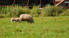 Img Come funziona una recinzione elettrificata per animali