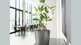 Vasi con riserva d'acqua