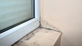 Muffa invernale: perché compare e come prevenirla prima dell'arrivo del freddo intenso