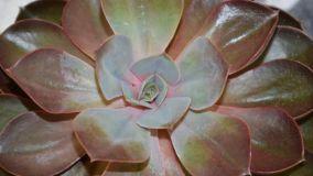 Consigli per proteggere le piante grasse in inverno