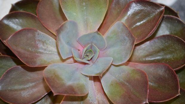 Come proteggere le piante grasse e succulente in inverno