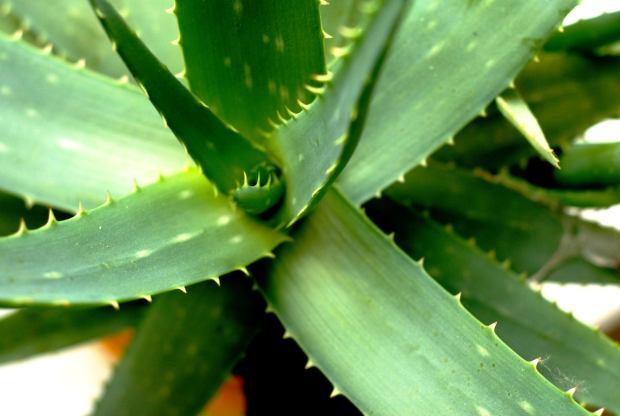 L'Aloe Vera resiste fino a -2 °C