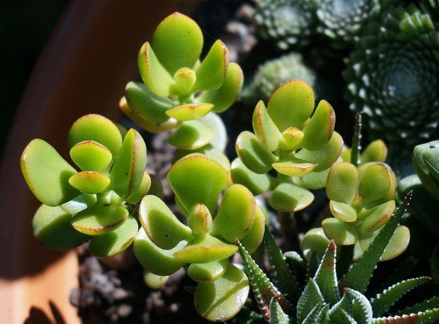 La crassula soffre molto il freddo