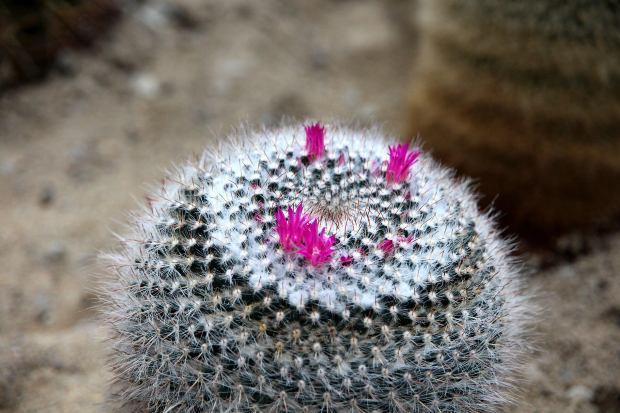 Mammillaria Hahniana