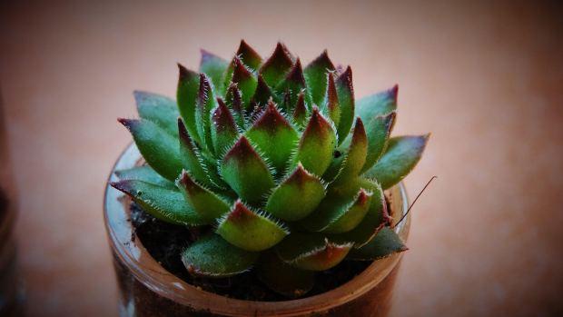 sempervivum in vaso 