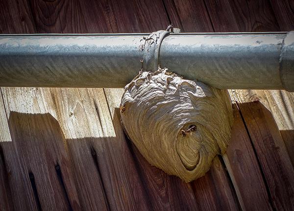 Un nido di vespe pu&ograve; causare rumori notturni. Foto Pixabay