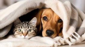 Animali domestici in casa in affitto: il proprietario pu&ograve; vietarli? Regole, clausole e tutele