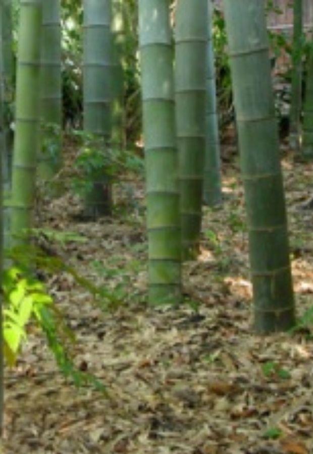Pavibamboo, perch&egrave; il bamboo &egrave; ecologico - sito istituzionale