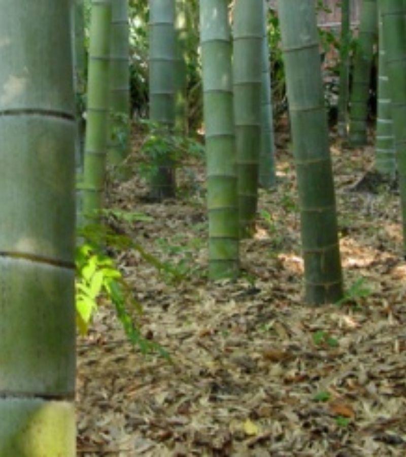 Pavibamboo, perch&egrave; il bamboo &egrave; ecologico - sito istituzionale